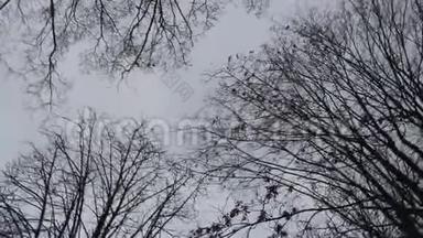 灰色的天空上有一棵树枝。 冬天的一天。 A主要是阴天. 乌克兰。 透过树枝仰望灰色的天空。 黑色